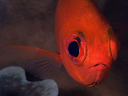Squirrelfish, Tulamben by Doug Anderson 